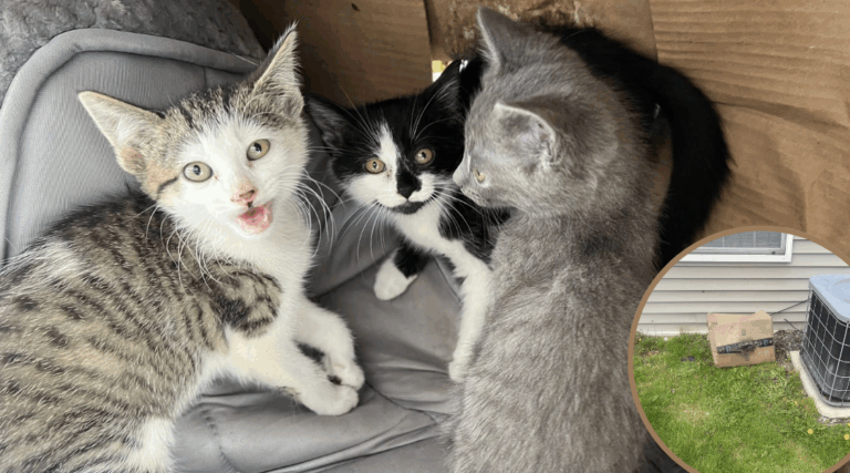 Tossed Out Like Trash, These Kittens Found the Love They Deserved