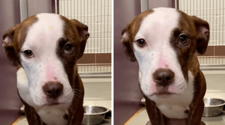Abandoned in a Shed and Left to Die, This Dog Still Believes in Love