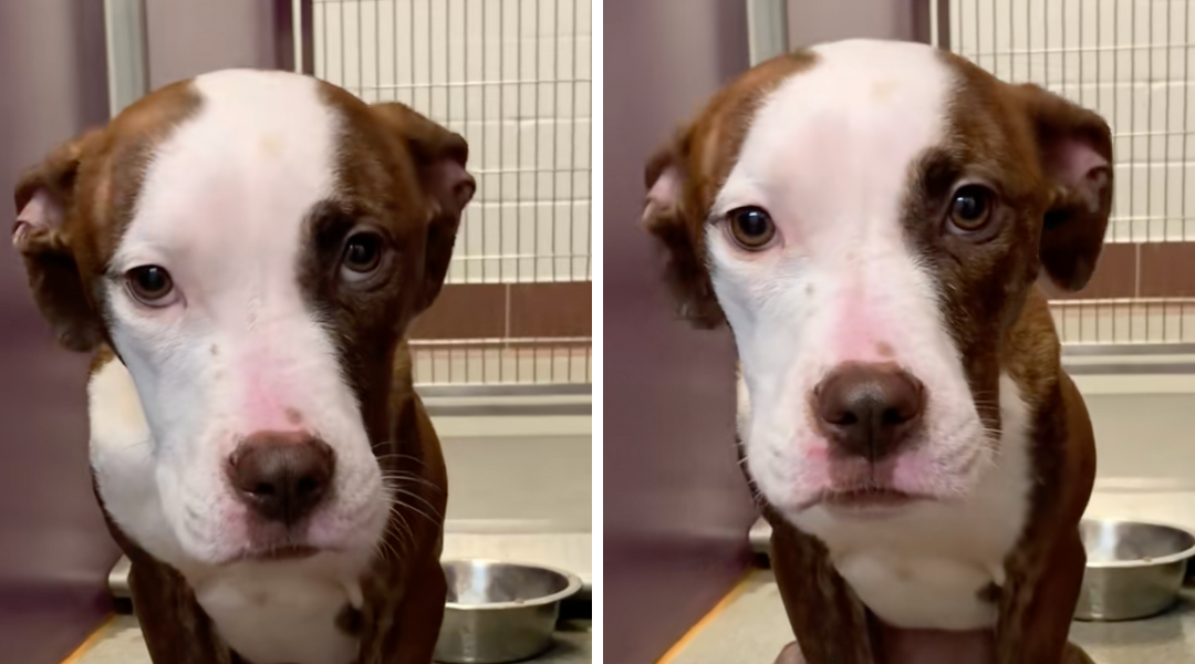 Abandoned in a Shed and Left to Die, This Dog Still Believes in Love