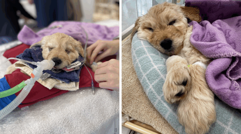 This Puppy Was Meant to Be Euthanized—Instead, He Found a Forever Home