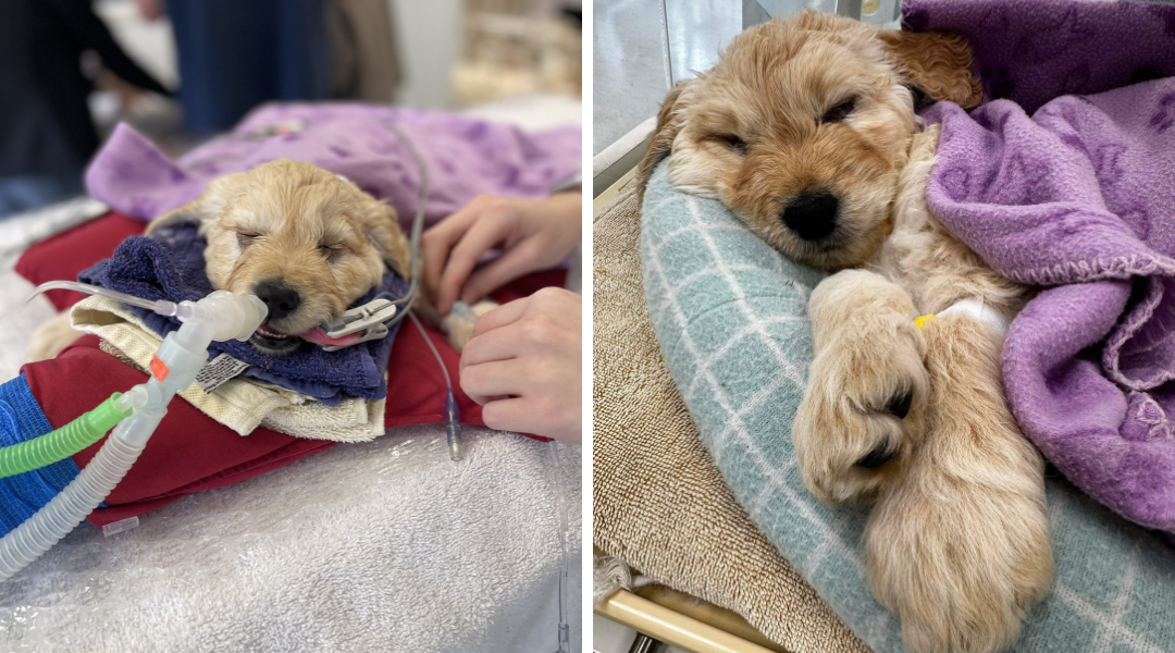 This Puppy Was Meant to Be Euthanized—Instead, He Found a Forever Home