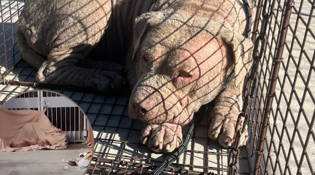 Hairless Dog Lived on Trash and Concrete—Then a Stranger Changed Her Life