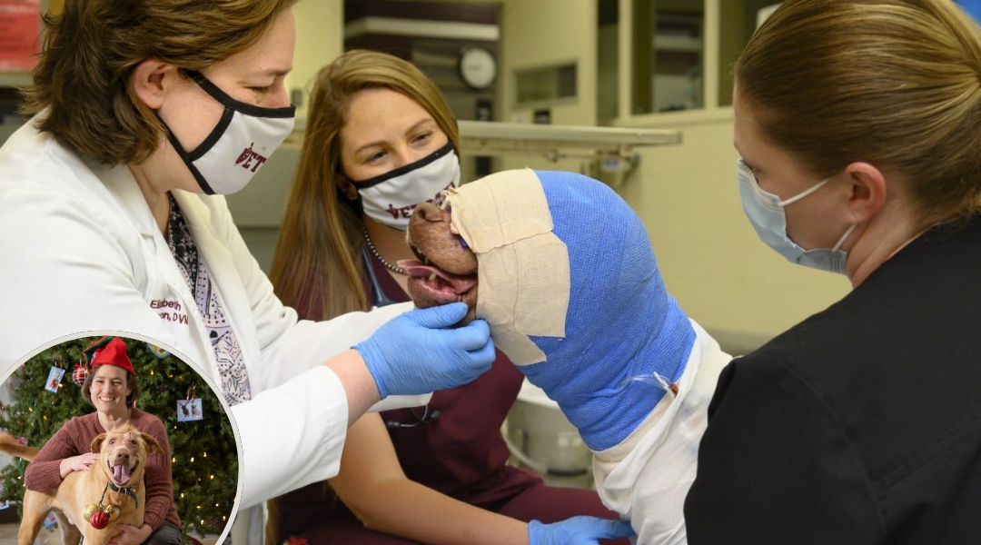 Dog Set on Fire and Strangled Fights For Survival and Is Now Living A Good Life Again