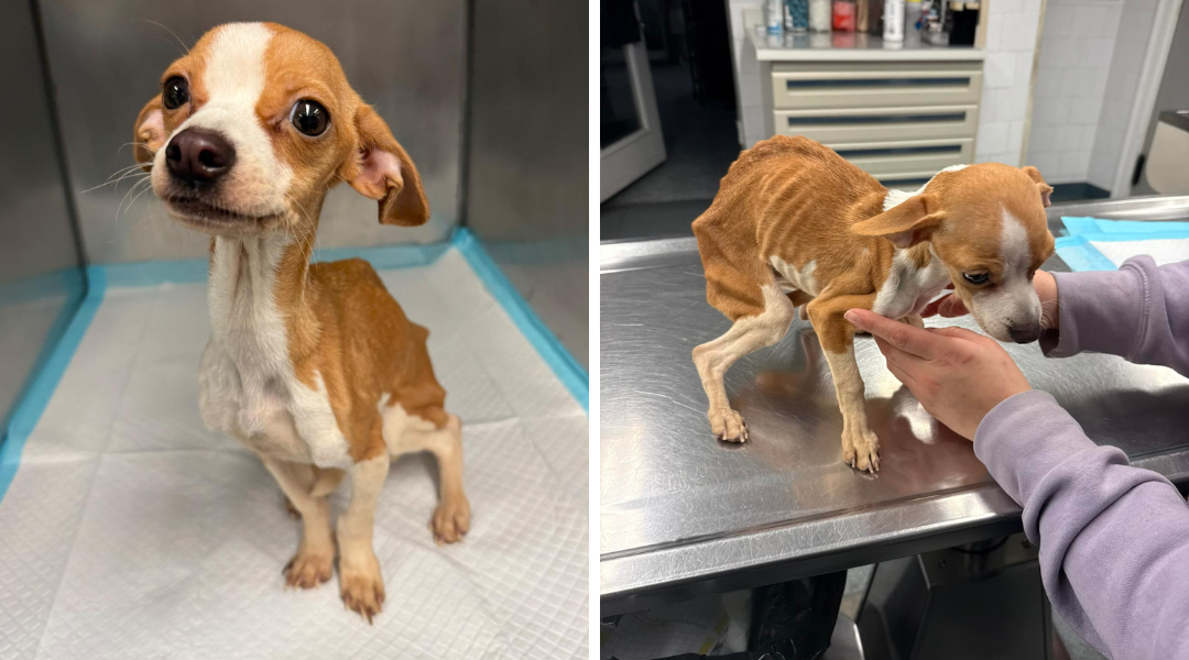 Abandoned and Starving Puppy Finally Learns What Love Feels Like Again