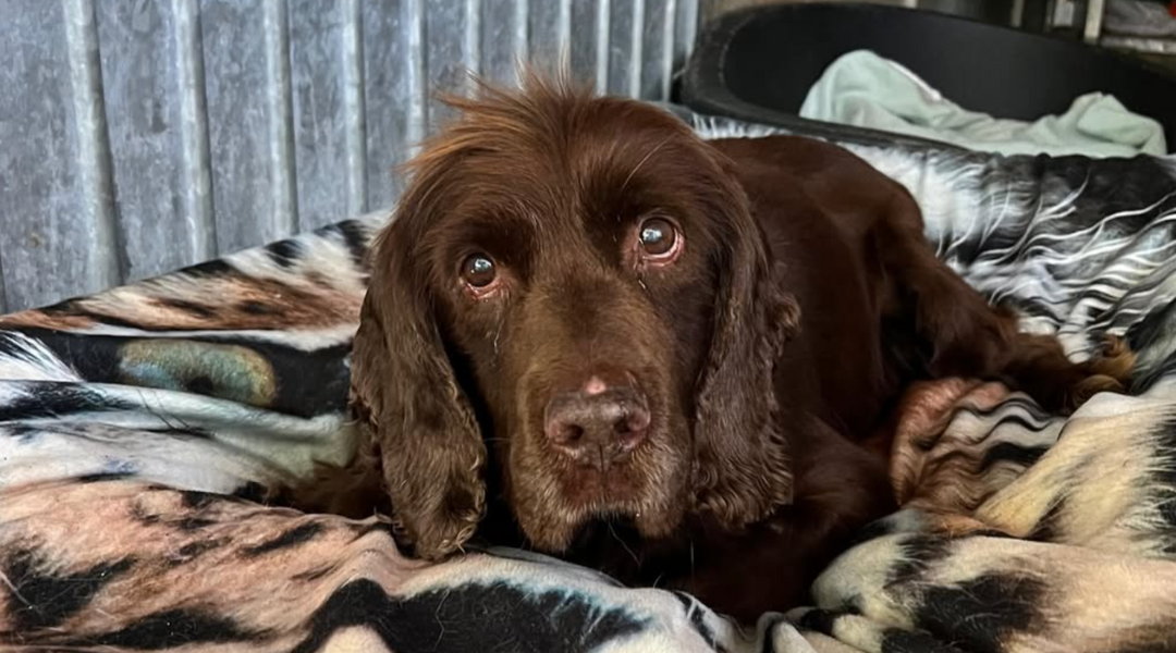 After 12 Years of Love, This Senior Dog Was Left at a Shelter