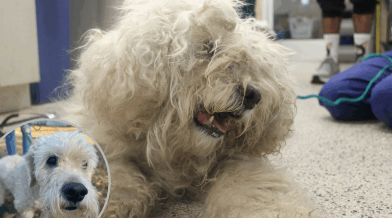 15-Year-Old Dog Dumped at Shelter Gets the Second Chance He Deserved