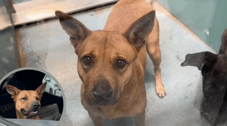 After 750 Days in a Kennel, This Dog Finds Her Forever Family
