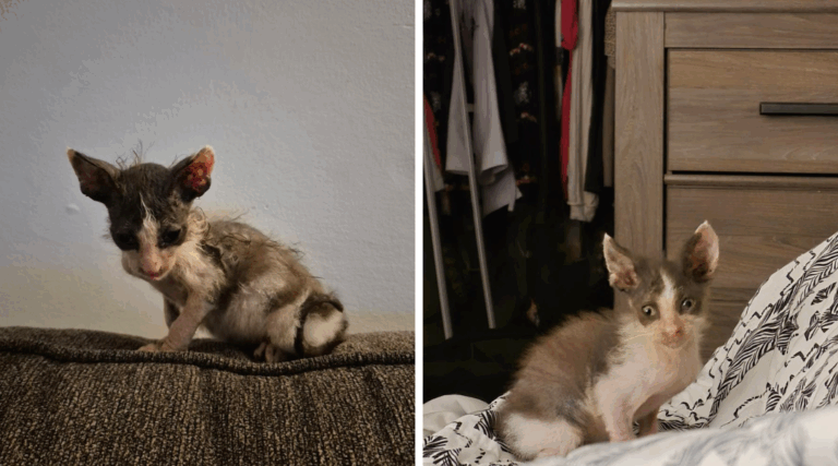 Orphaned Kitten Found in Road Hopes to Be Adopted Despite ‘Crusty Gremlin’ Looks