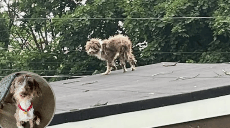Abandoned Puppy Stranded on Rooftop Now Hopes for a Forever Home