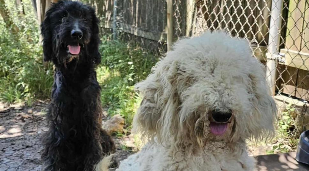 Neglected and Abandoned, Breeding Dogs Begin New Life in Foster Home