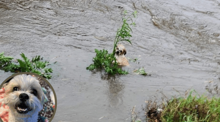 Puppy Found Drowning in Flooded Bayou Clings to Life—and Gets Rescued