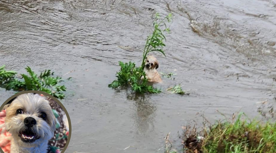 Puppy Found Drowning in Flooded Bayou Clings to Life—and Gets Rescued