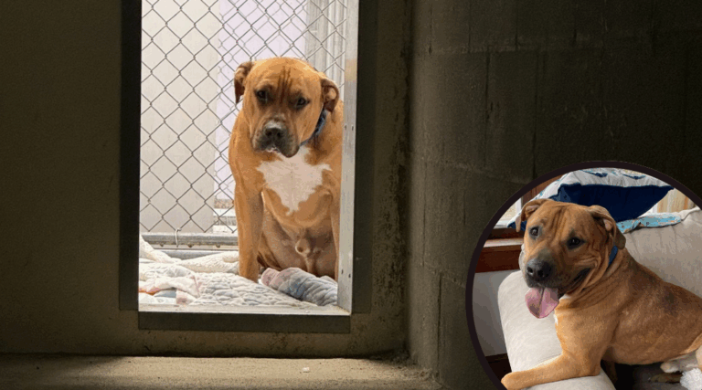 After 128 Days in a Kennel, This Dog Finally Gets a Happy Ending