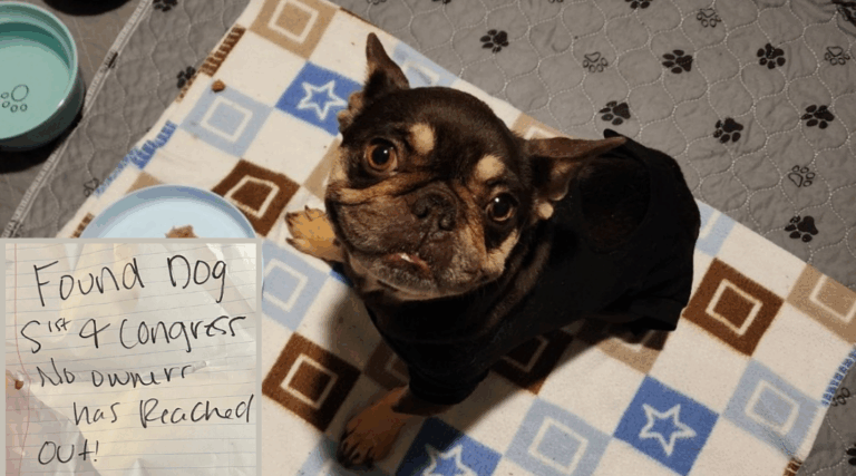 Dog Abandoned With a Note and Unable to Walk, Finally Found Loving Family