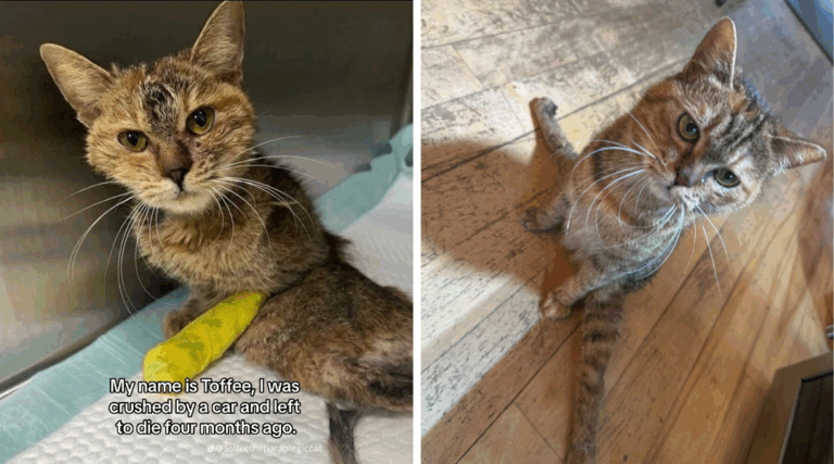 Paralyzed and Left for Dead—But This Cat Refused to Give Up