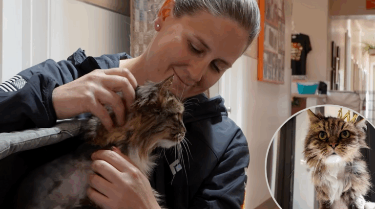 Cat Found Alive After Bryce Canyon Tragedy Finds Forever Home With Her Rescuer