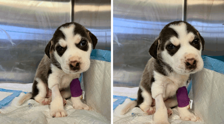 Dumped Like Trash—But This 4-Week-Old Husky Puppy Refused to Give Up