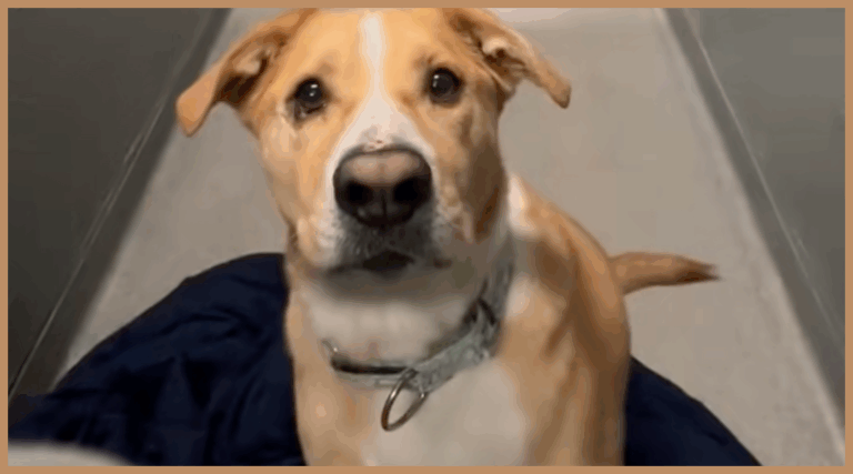 Shelter Dog Returned 5 Times Refuses to Give Up on Finding a Family 