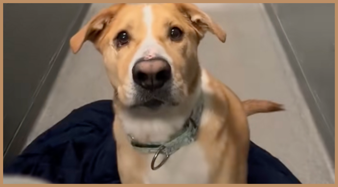 Shelter Dog Returned 5 Times Refuses to Give Up on Finding a Family