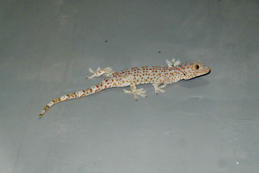 brown and black lizard on white surface