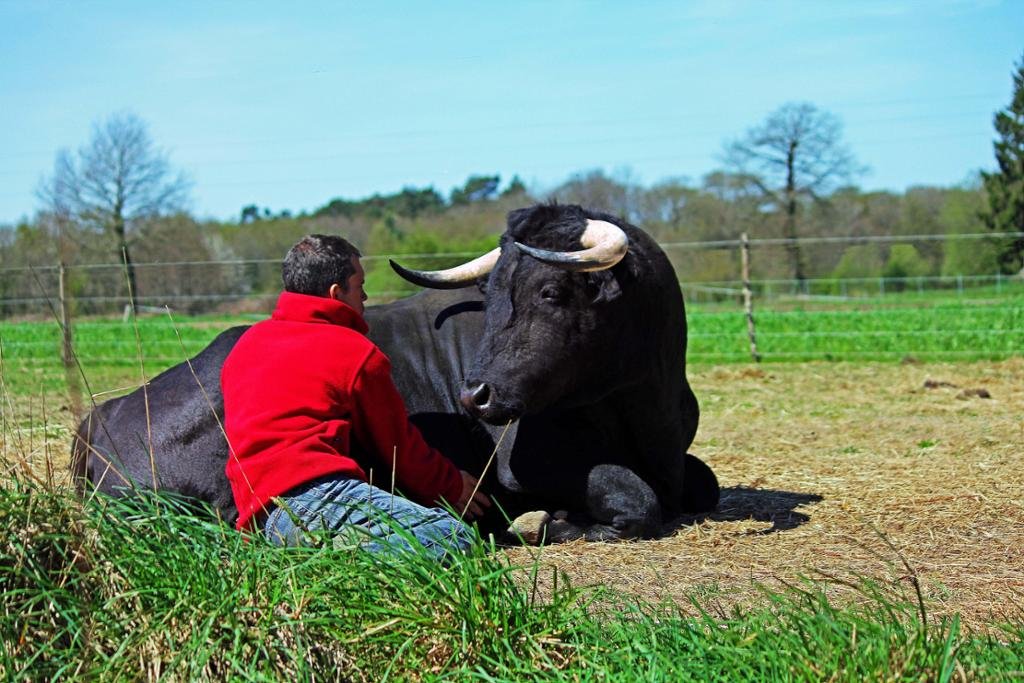 Aggressive Bull Rescued from Bull Fighting Ring Turned Out a Gentle Boy Who Loves Balloons
