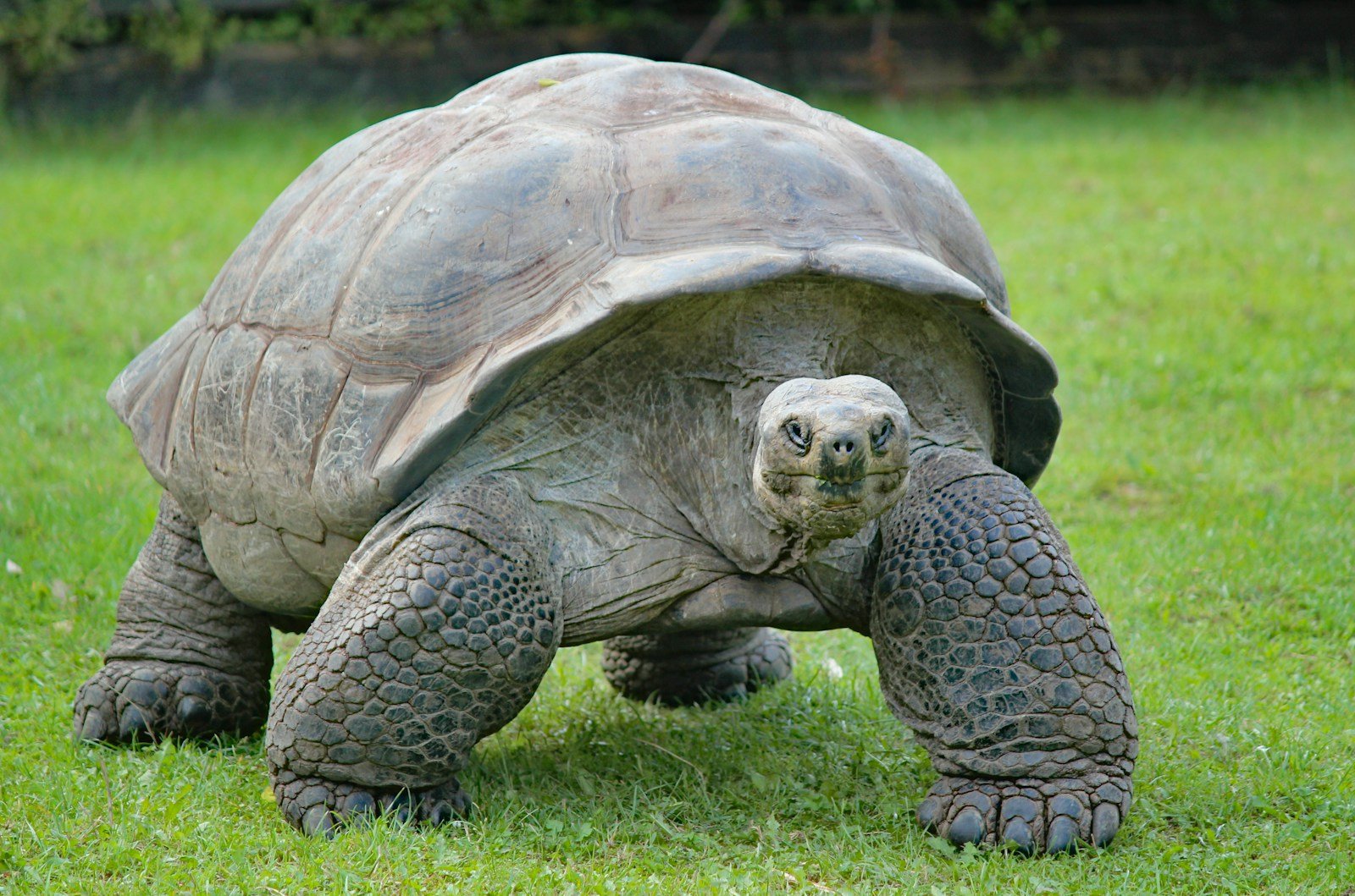 Goliath the Galapagos Tortoise Celebrates 135th Birthday—And Becomes a First-Time Dad