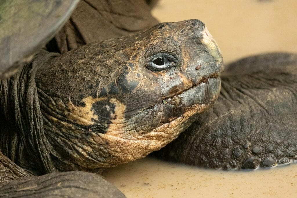 a close up of a turtle laying on the ground