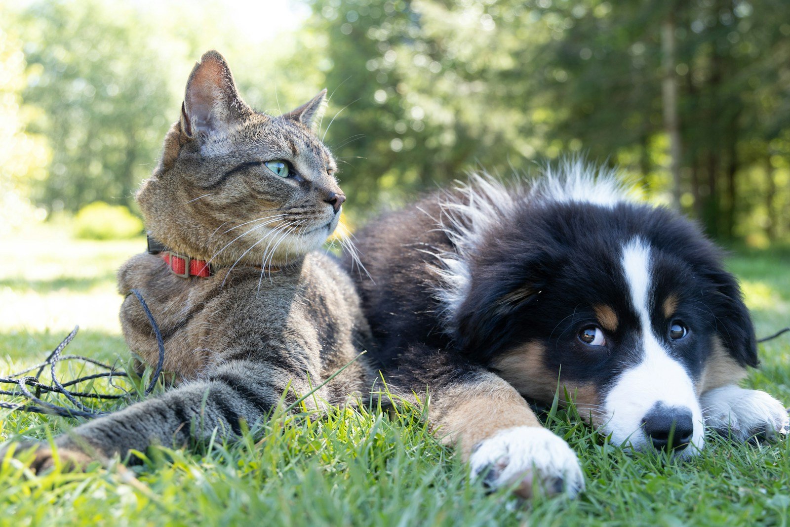 Research Finds the Personality Differences Between Cat People and Dog People