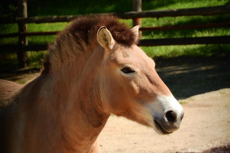 Meet the Przewalski’s Horse, The Only True Wild Horse in The World