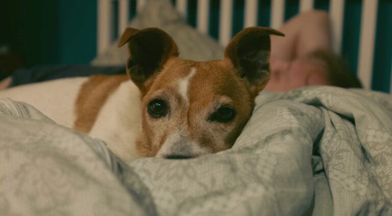 a dog lying on a bed