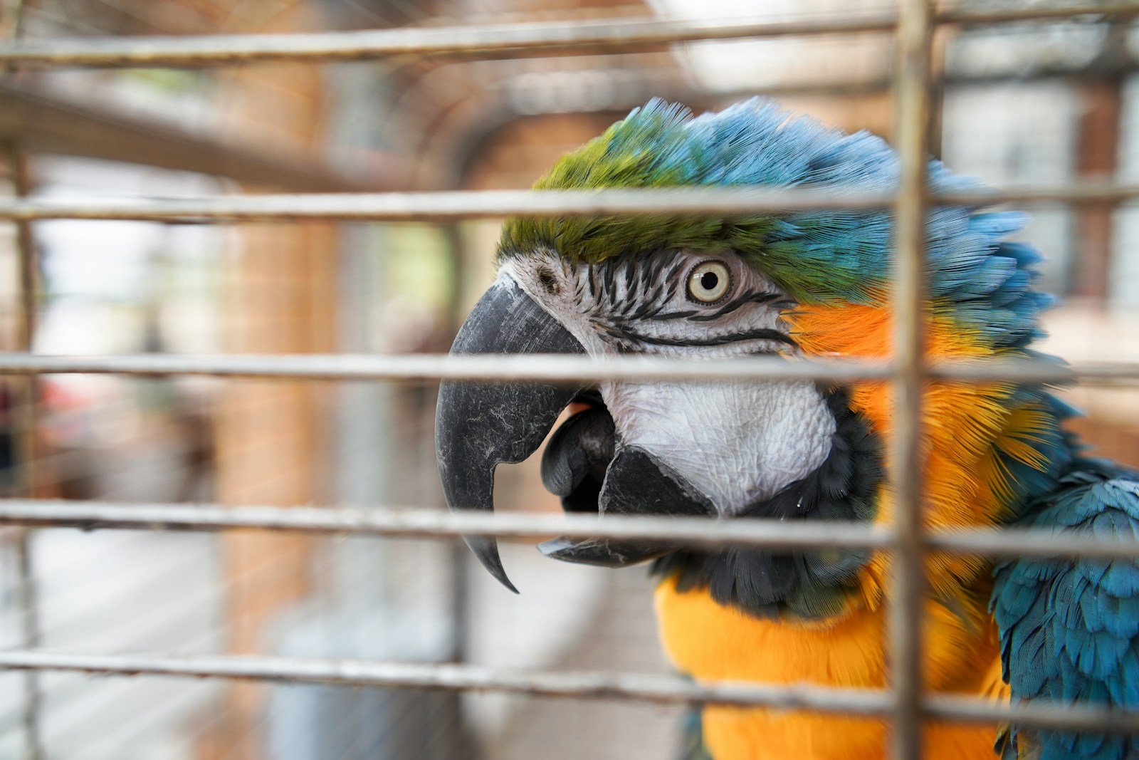 New York Bill Takes Flight to Ban Retail Bird Sales