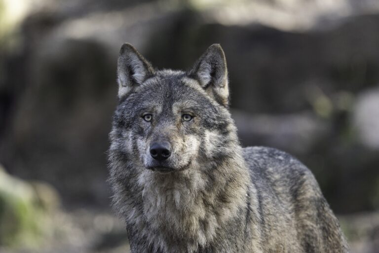 Wyoming Wolf Cruelty Case Ends in Guilty Plea and Probation