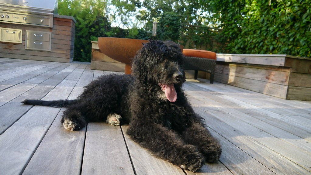 Back Where He Belongs