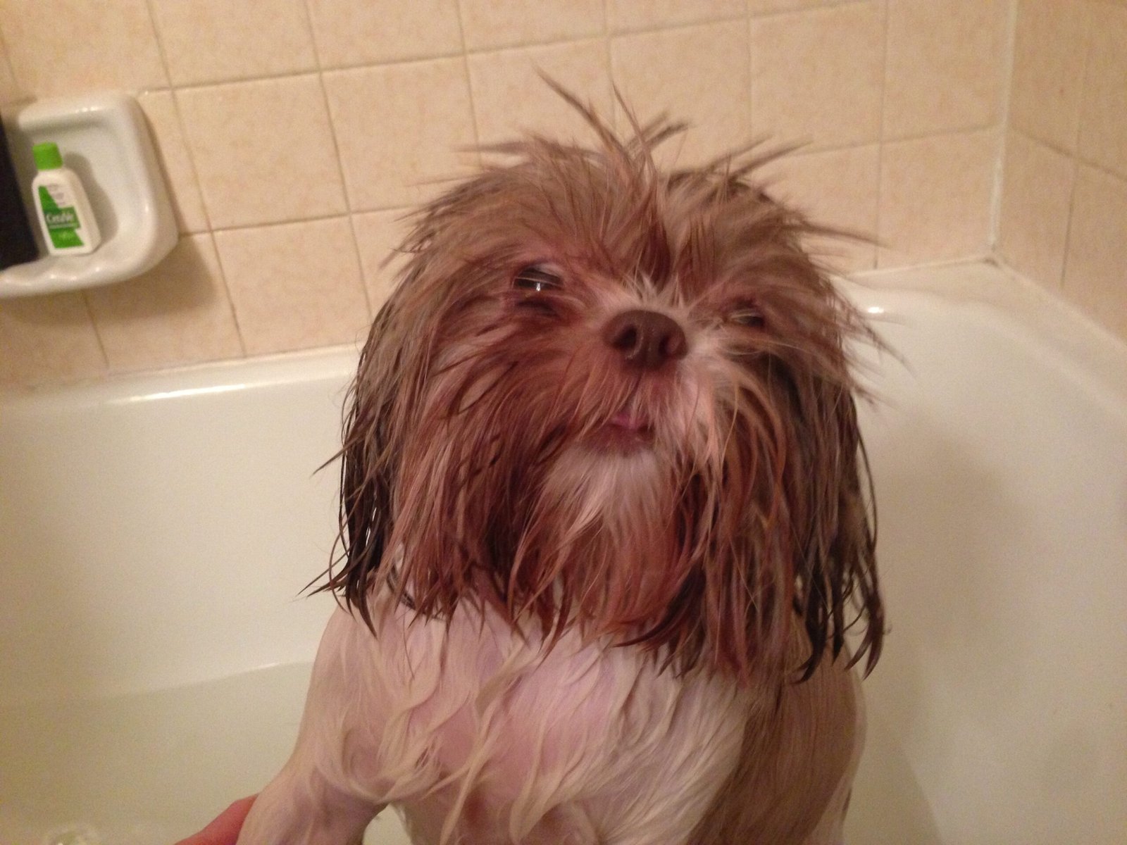 The Drama of Bath Time and Grooming (image credits: wikimedia)