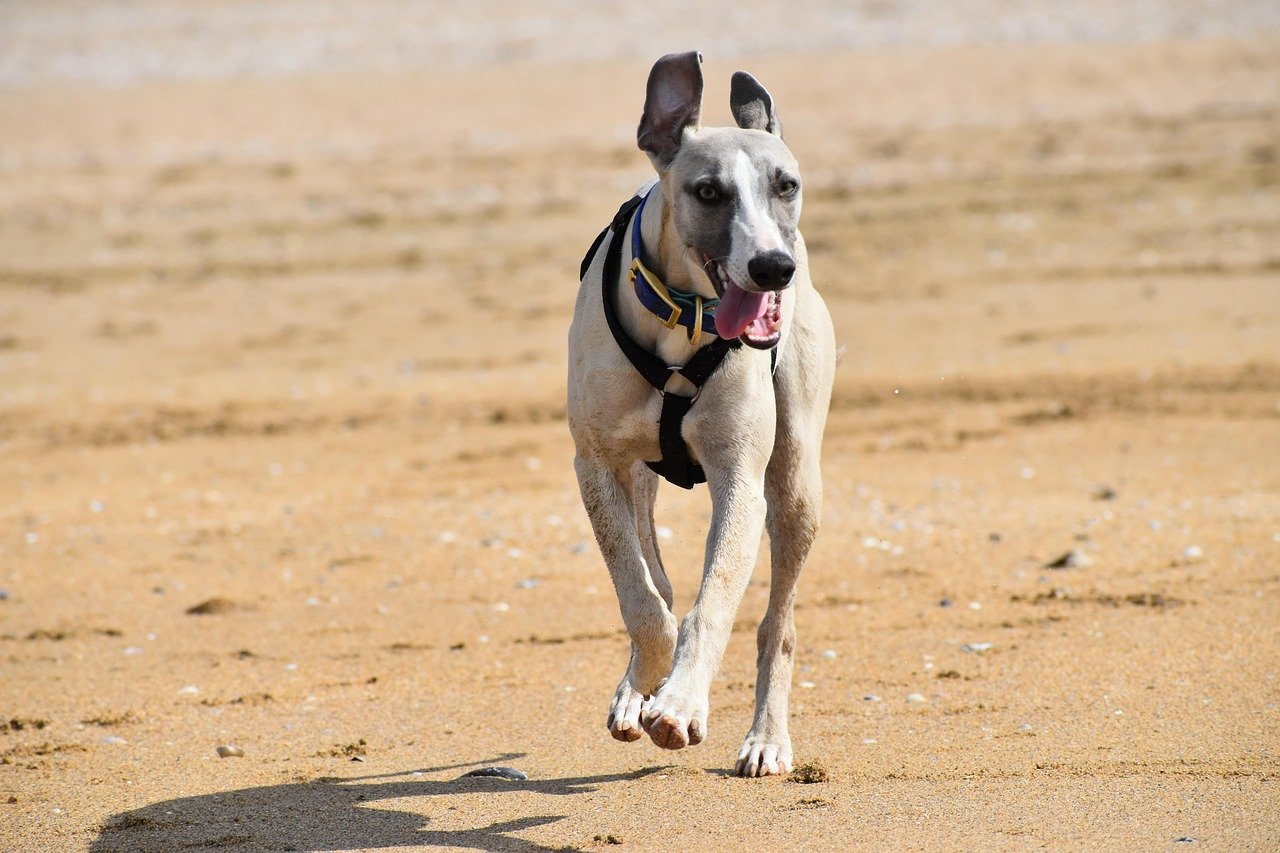 Whippet (image credits: pixabay)