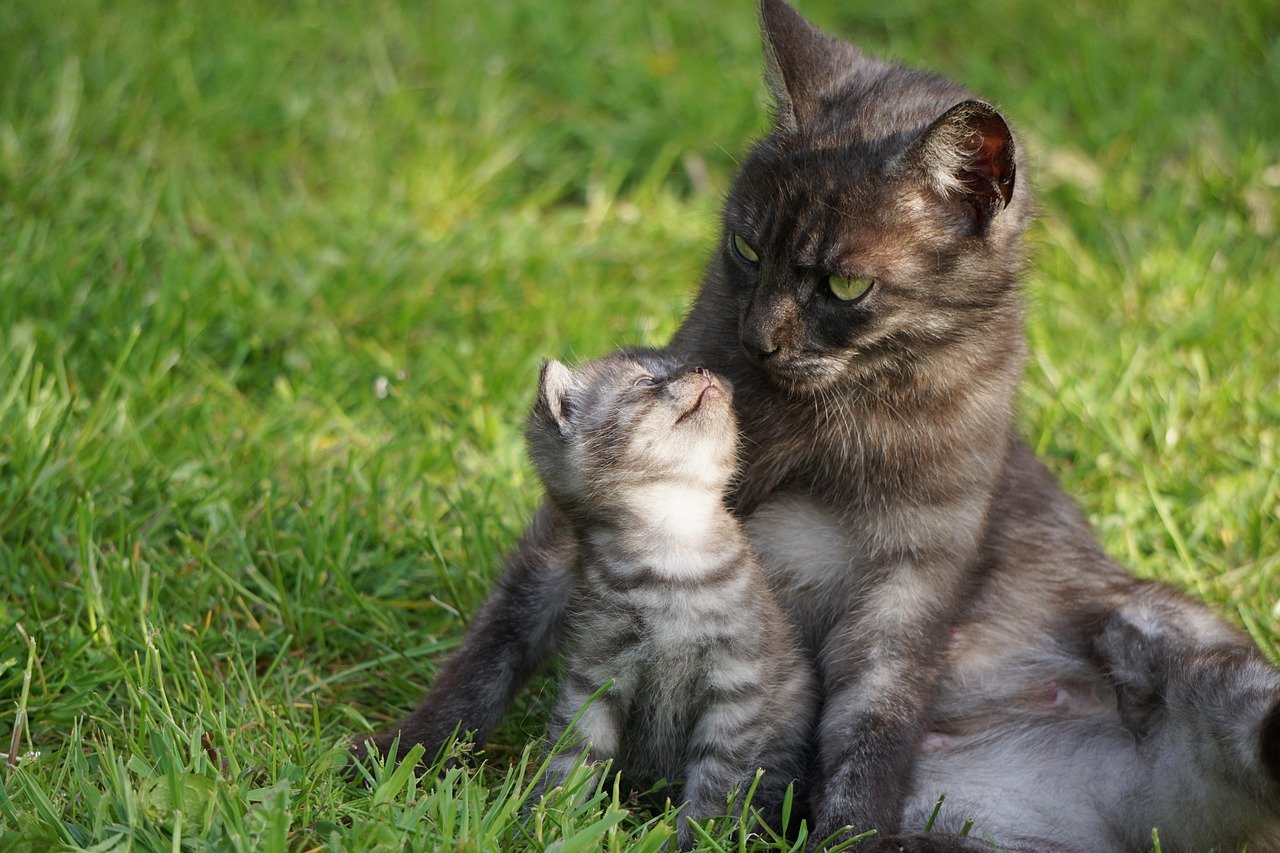 Why Nature Designed Kittens to Need Help (image credits: pixabay)