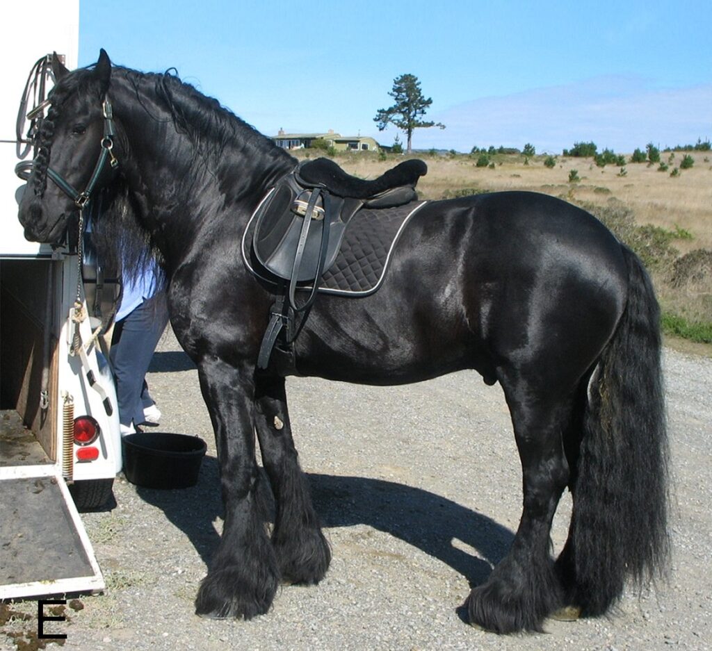 Friesian: The Gentle Giant