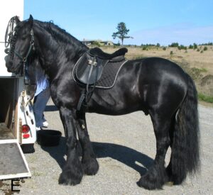 10 Horse Breeds That Can Cost a Fortune to Own and Maintain
