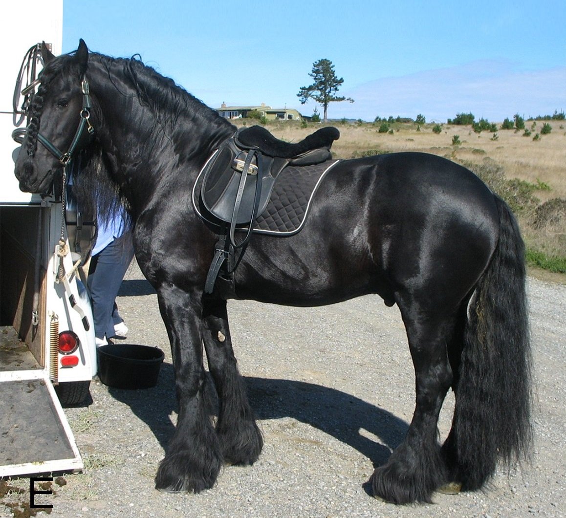 Friesian: The Gentle Giant (image credits: wikimedia)