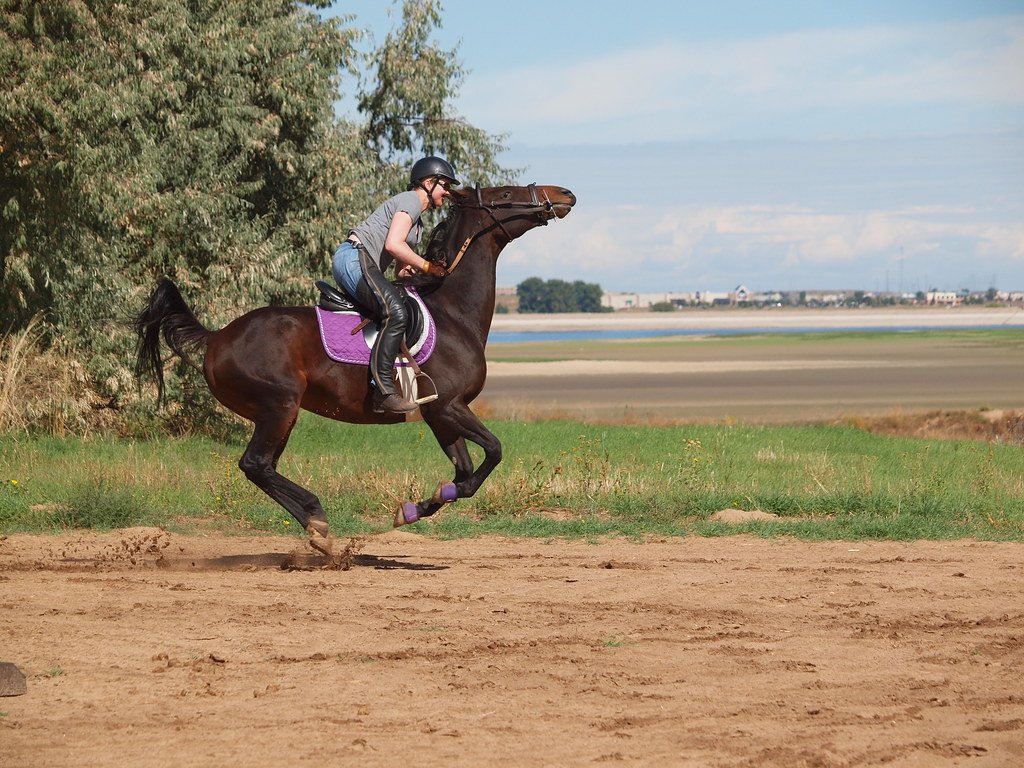 Thoroughbred: The Devoted Athlete (image credits: flickr)