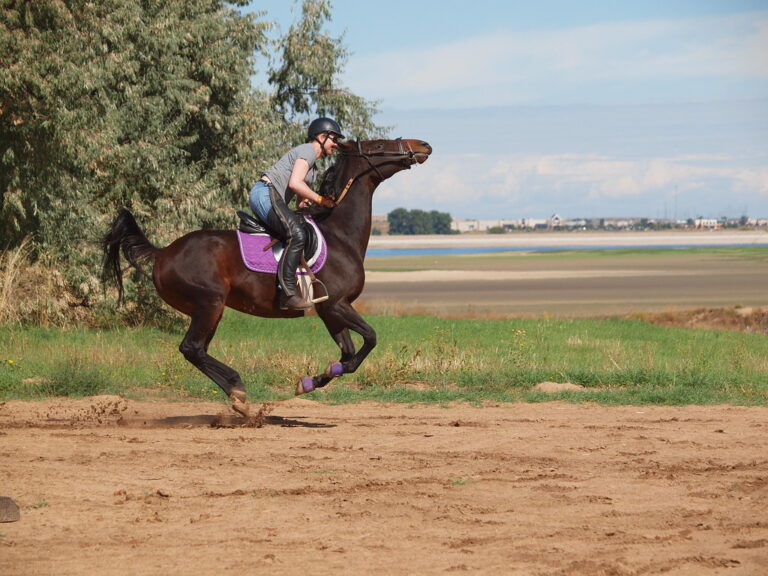 8 Popular Horse Breeds That Bond Well With Riders