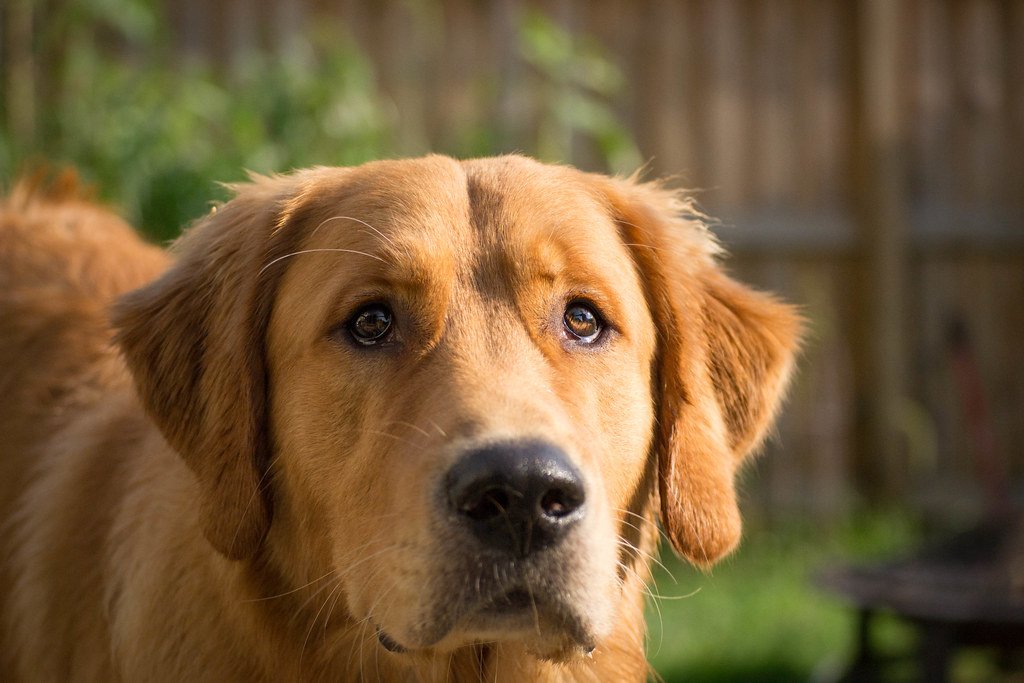 Staring at You Intently (image credits: flickr)