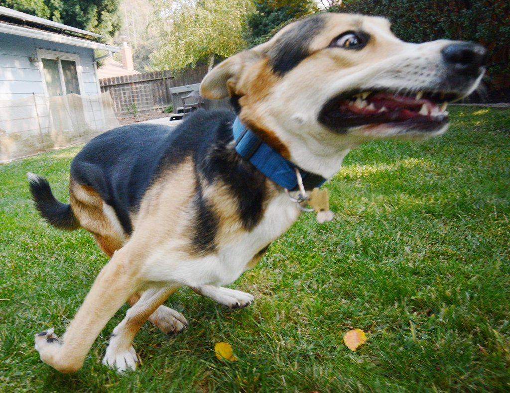 Excited Zoomies When You Come Home (image credits: flickr)