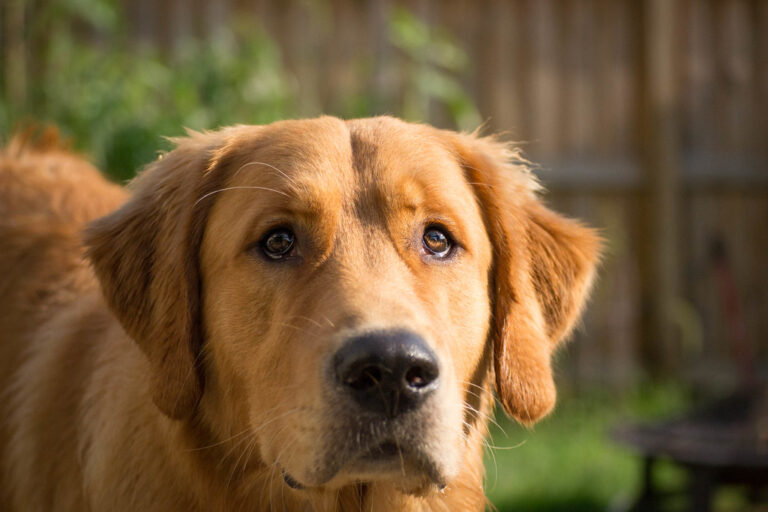 10 Weird Habits That Actually Mean Your Dog Loves You