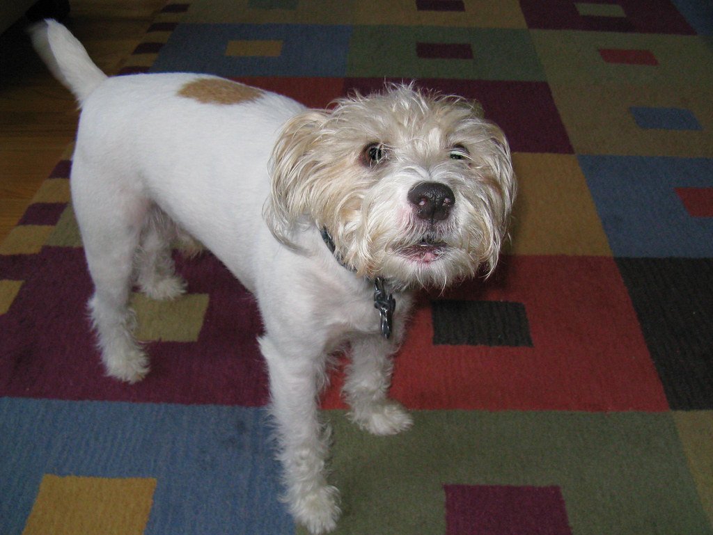 Behavioral Cues That Signal Confusion (image credits: flickr)