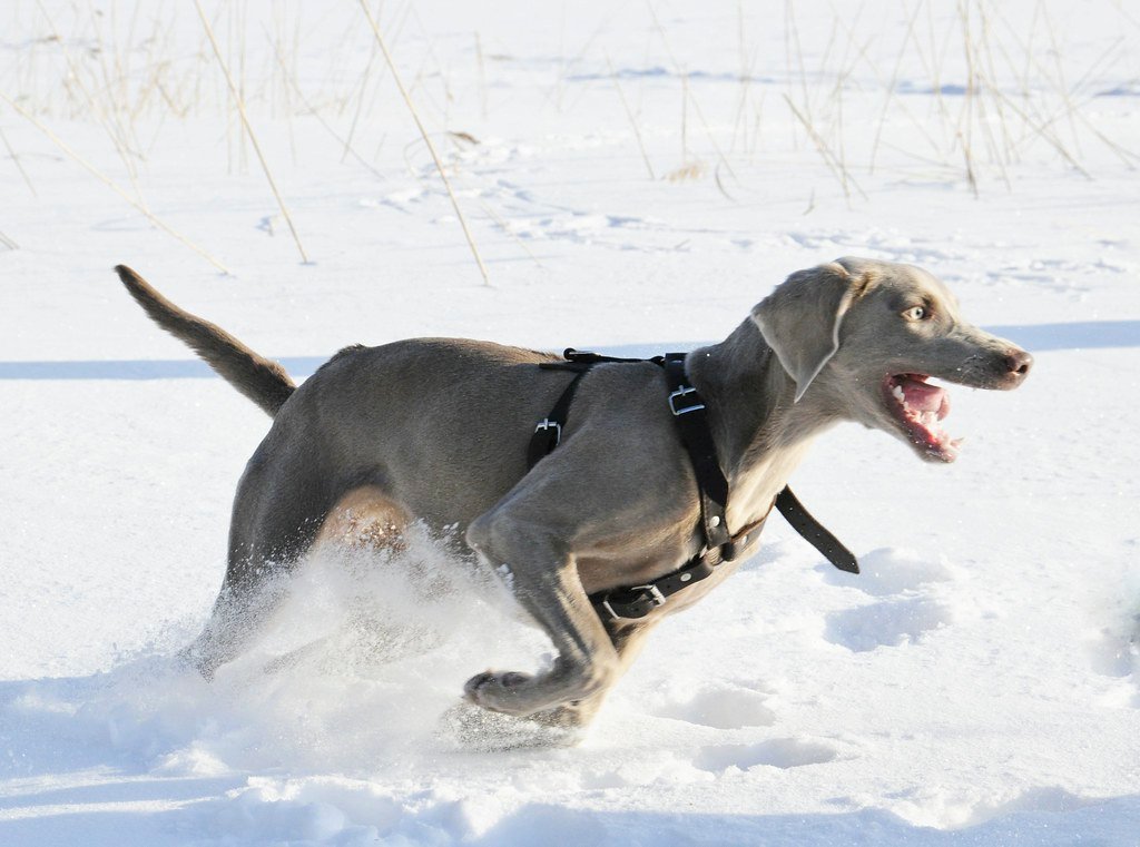 Weimaraner: The Velcro Speedster (image credits: flickr)