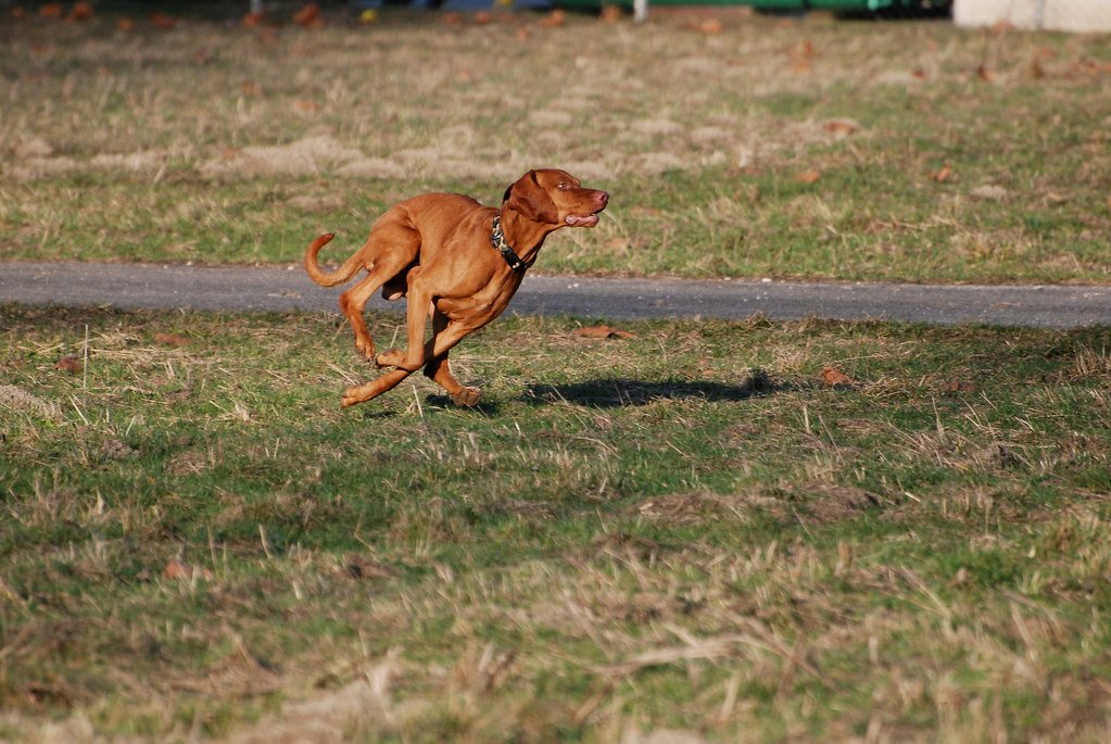 Vizsla: The Gentle Hurricane (image credits: flickr)
