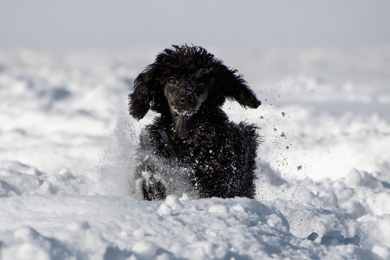 Poodle (Miniature or Toy): The Intelligent Companion (image credits: pixabay)