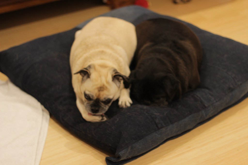 Pug: The Playful Snuggler (image credits: flickr)