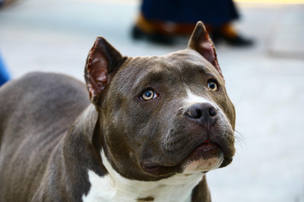 Pitbulls Are Incredibly Sensitive—Emotionally and Physically (image credits: pixabay)